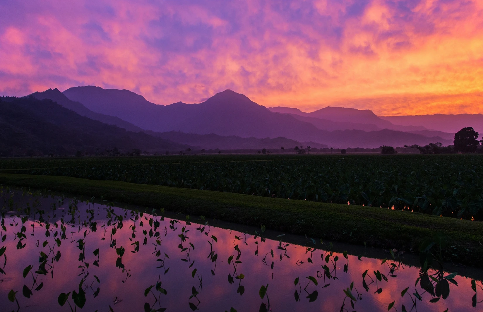 A Hawaiian sunset over taro fields with mountains in the distance.