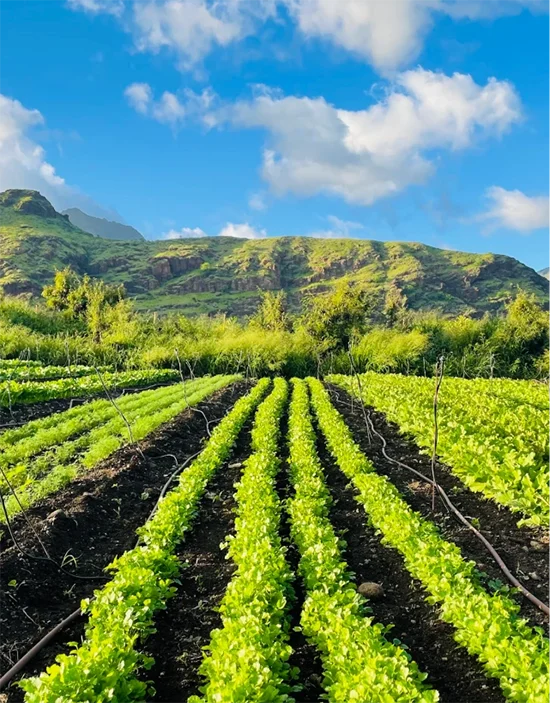 Taro fields in front of a green mountain range under a blue sky